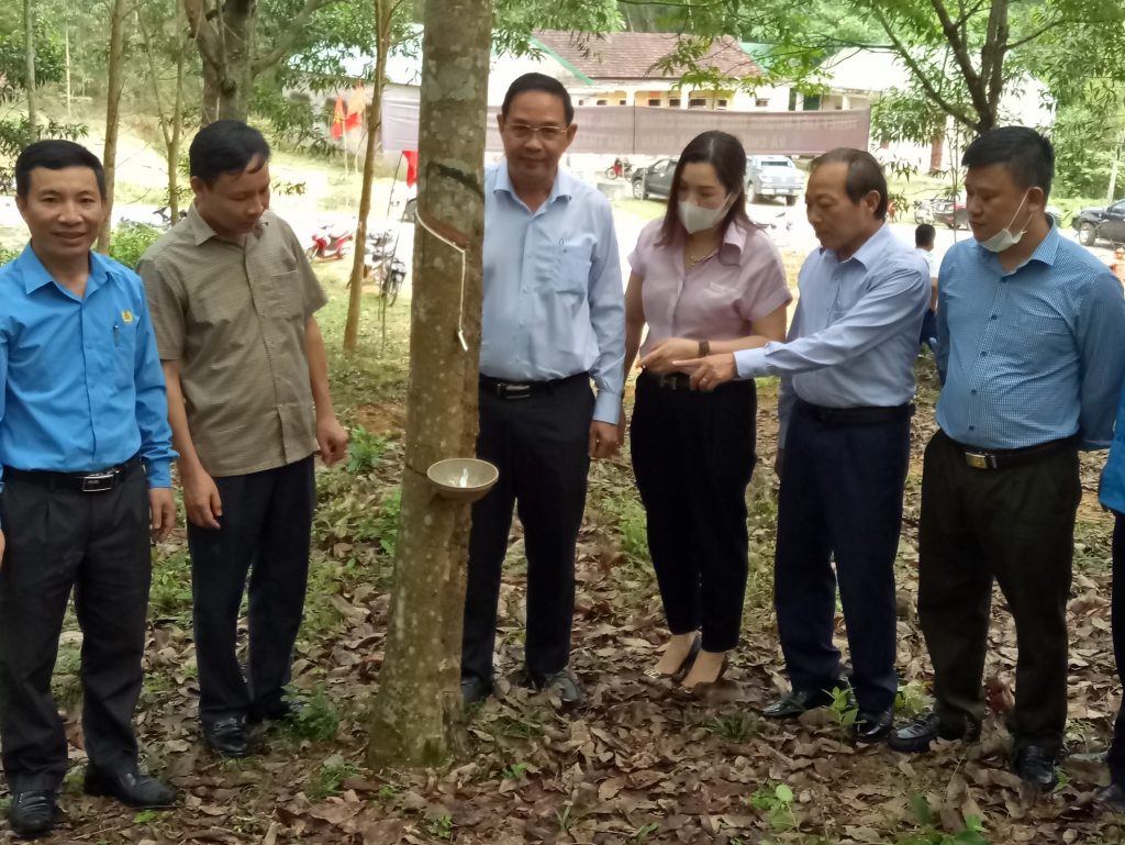 Cao su Hương Khê – Hà Tĩnh ra quân khai thác